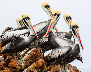 Pelicans