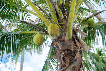 Palm and Coconut Fruit. Tropical background.