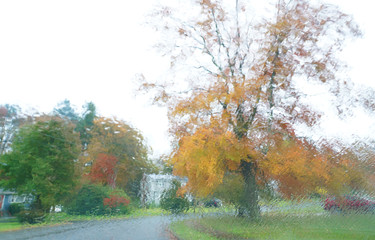 autumn golden tree in residential area through window with rain