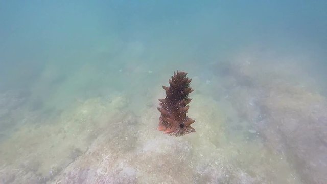 Sea cucumbers fly into the sea water
