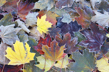 frost colorful leaves in the cold morning as nature background