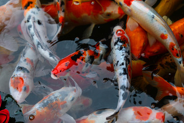Obraz na płótnie Canvas fish CARP fancy / koi in pond, japanese National animal