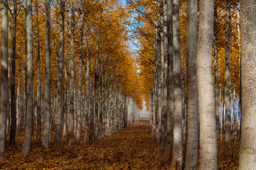Fototapeta premium Boardman Tree Farm in Oregon