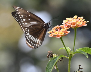 butterfly on flower