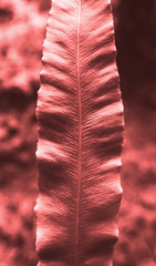 Natural Living Coral 2019 background. Fresh forest plant. © Evgeniia