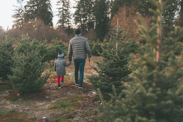 A father and son walking through a tree farm. 