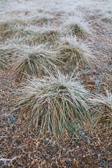Subtilis in frost and snow
