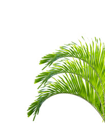 Green palm leaf isolated on white background