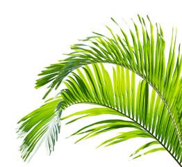 Green palm leaf isolated on white background