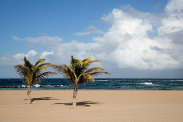 Obraz na płótnie Canvas Pristine Caribbean beach with palm trees 