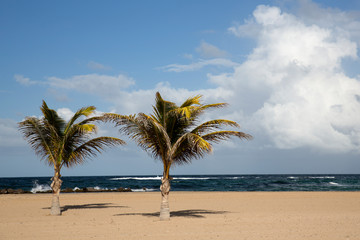 Pristine Caribbean beach with palm trees
