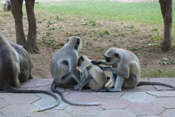A monkey nursing their child in Mandore Garden, Jodhpur, Rajasthan, India