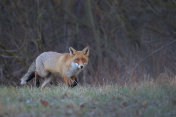 Lis w środowisku naturalnym, późna jesień. 