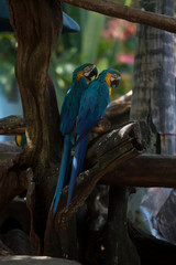 beautiful two big blue with a yellow and a green head parrot sits on a wooden branch