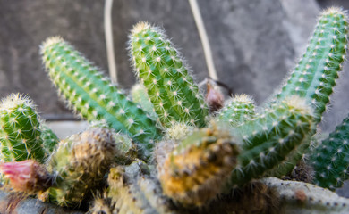 Cactus close up