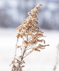 Winter landscape frozen flower on snow covered hill on December at Biei, Hokkaido, Japan                                        