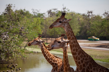 free-range giraffes on a background of nature