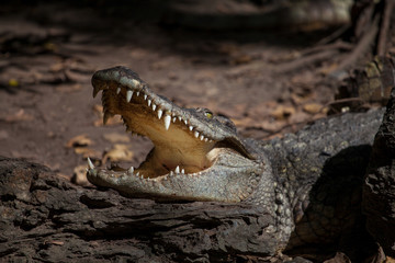 A large crocodile to us sideways with an open mouth in which one can see the sharp teeth of a predator