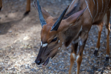 gazelle on the background of the earth chews