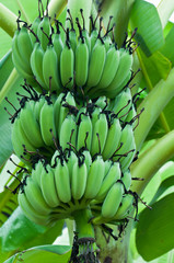 Green bananas on tree