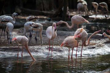 pink flamingos drink water among stones