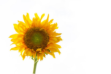 Sunflower isolated from the background of the white space.