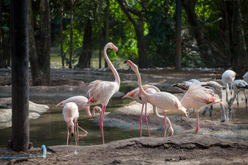 pink flamingos drink water among stones