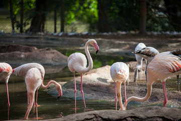 pink flamingos drink water among stones