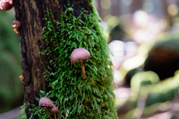 キノコとコケ 