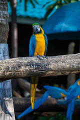 beautiful big blue with a yellow and a green head parrot sits on a wooden branch