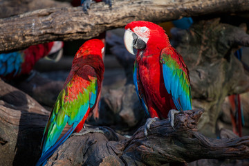 two big red with blue and green parrots sit close to us on a wooden branch 