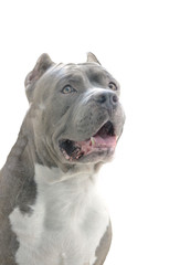 Obraz premium Face of pit bull dog