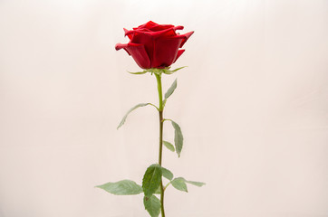 Rose flower isolated on white background