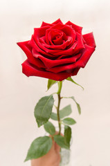 Rose flower isolated on white background