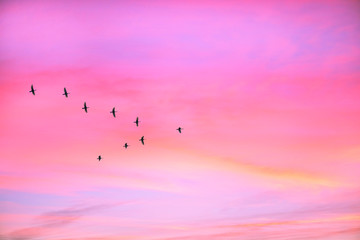 Migratory birds flying in the shape of v between two buildings in the winter snowfall