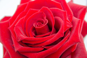 Rose flower isolated on white background