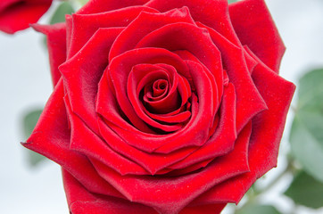 Rose flower isolated on white background