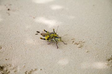 Insect do close on the beach