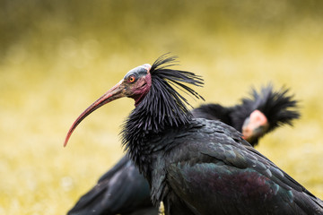 Waldrapp_5