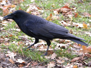 Crow