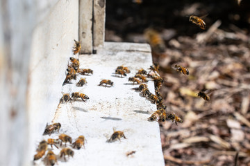 Close up of Swarm of bees at beehive