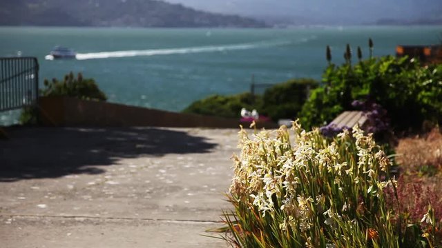 Close up, flowers on Alcatraz Island