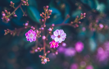 Small pink flowers with soft blur blue background