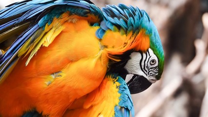 The eye blue and gold macaw bird pet animal wildlife  © Kitichai