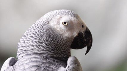 Obraz premium Afrigan grey parrot bird pet animals wildlife nature 