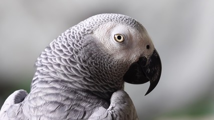 Fototapeta premium Afrigan grey parrot bird pet animals wildlife nature 