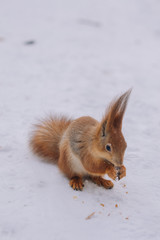 Squirrel is eating nuts.