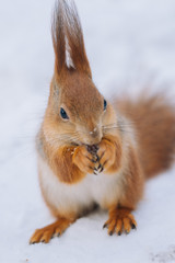 Squirrel is eating nuts.