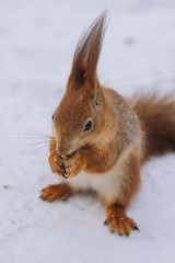 Squirrel is eating nuts.