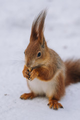 Squirrel is eating nuts.